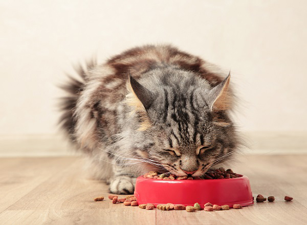 キャットフードを食べる猫