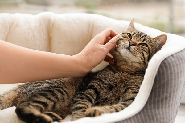 ベッドでくつろぐ猫