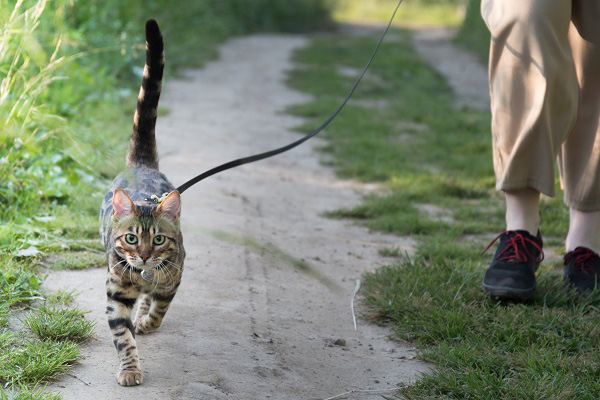 外で走る猫