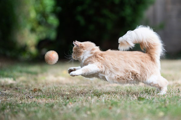 ボールを捕えようとする猫