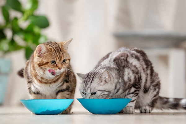 ごはんを食べる猫たち