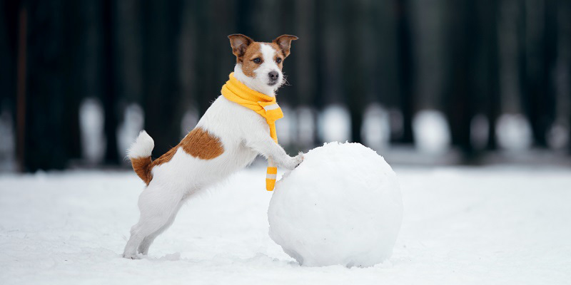 雪原で雪遊びをする犬