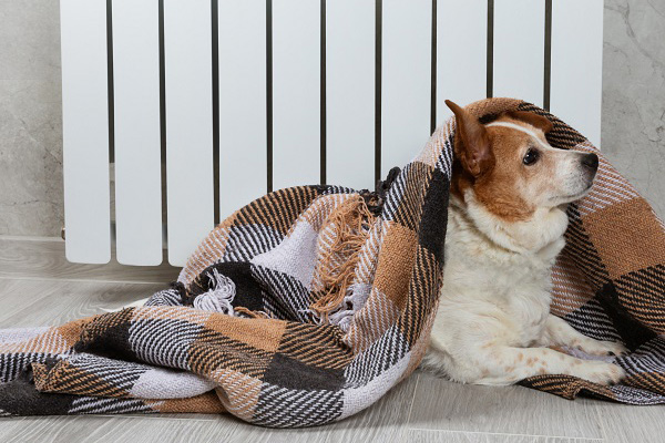 ストールに包まる犬