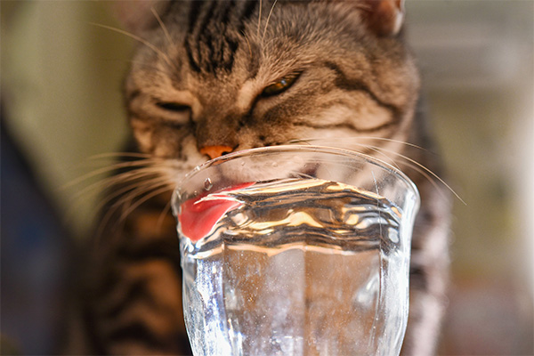 水を飲む猫