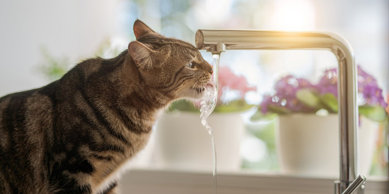 蛇口から出る水を飲む猫