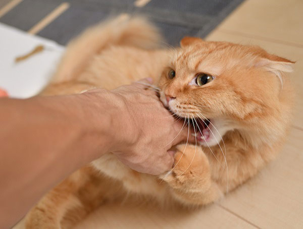 オーナーの手を噛む猫