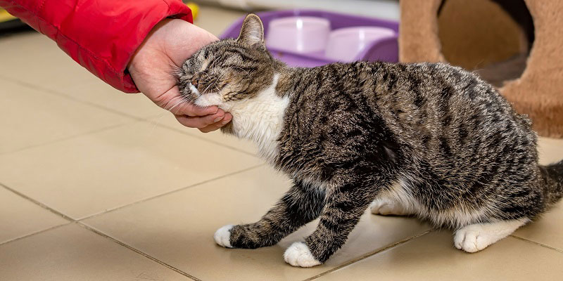 蛇口から出る水を飲む猫