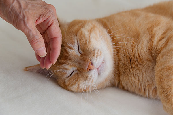 気持ちよさそうに撫でられる猫