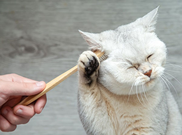 歯ブラシを使って猫をなでる
