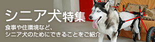 シニア犬特集 食事や住環境など、シニア犬のためにできることをご紹介