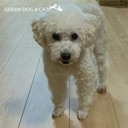 出会ったころの愛犬