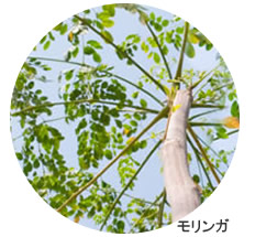 モリンガ