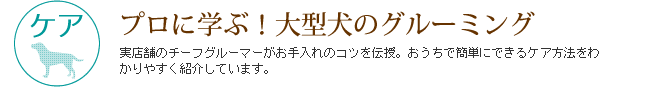 プロに学ぶ！大型犬のグルーミング