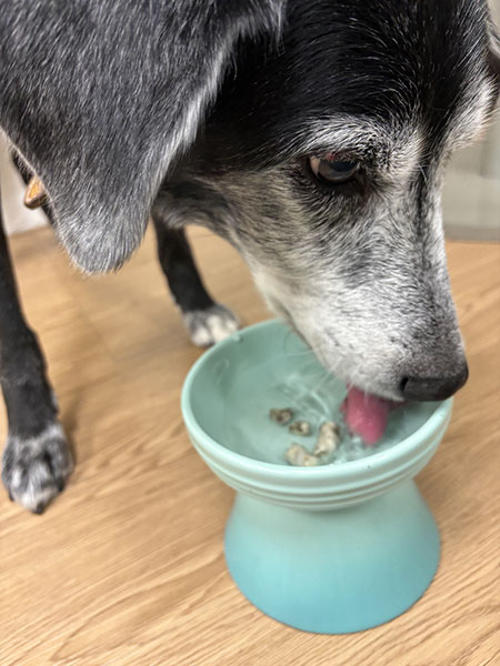 グリーントライプ水を飲む犬