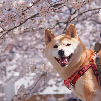 GREEN DOGコミュニティお散歩部