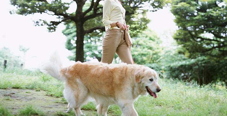 人と犬が歩く姿