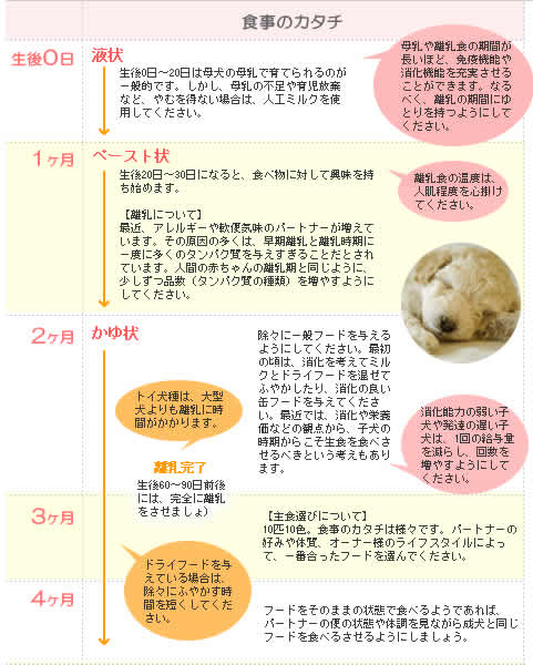 子犬　食事カレンダー1