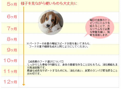 子犬　食事カレンダー2
