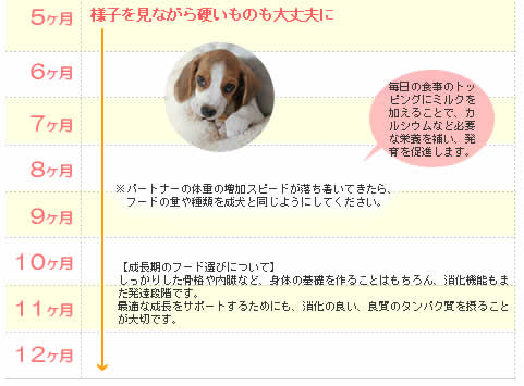初めての仔犬 子犬 食事カレンダー プレミアムドッグフード専門店 Green Dog グリーンドッグ 公式通販