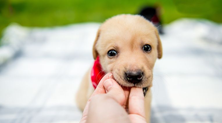 噛み癖になる？子犬の甘噛みどうしたらいいの？