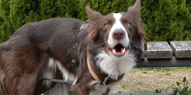 愛犬が吠える原因とその対処法