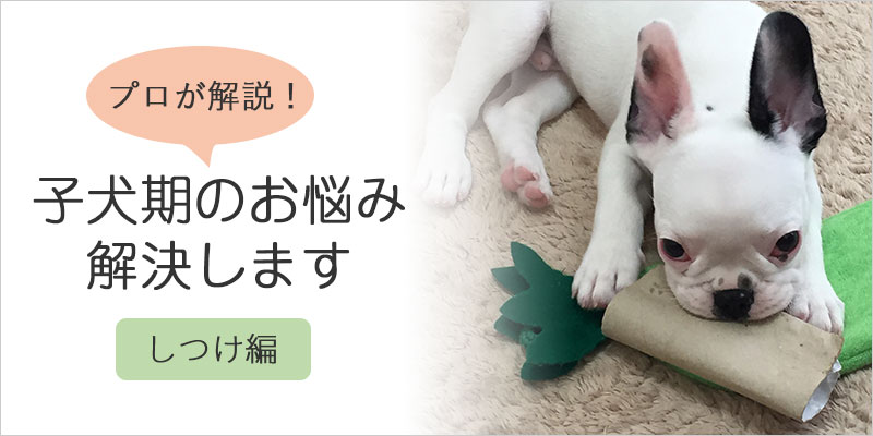 プロが解説!子犬期のお悩み解決します【しつけ編】