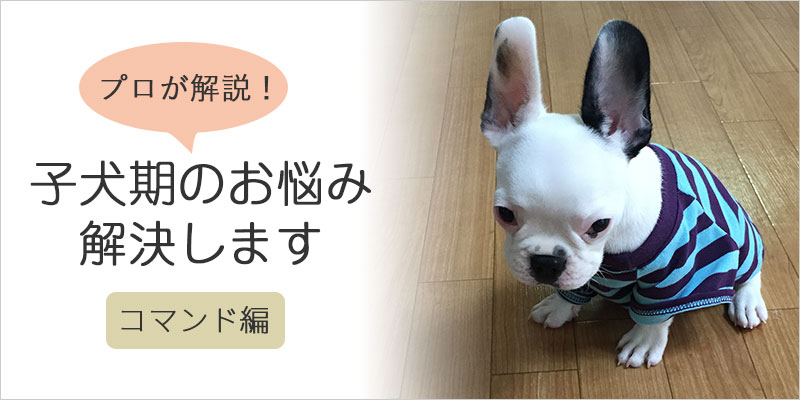 プロが解説 子犬期のお悩み解決します コマンド編 Green Dog グリーンドッグ 公式通販 プロが解説 子犬期のお悩み解決します コマンド編 Green Dog グリーンドッグ 公式通販
