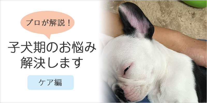 プロが解説！子犬期のお悩み解決します【ケア編】