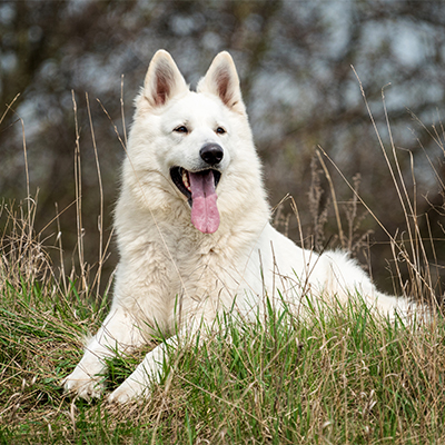 犬