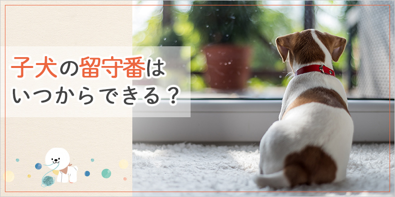 子犬の留守番はいつからできる？慣れさせる方法や注意点を解説