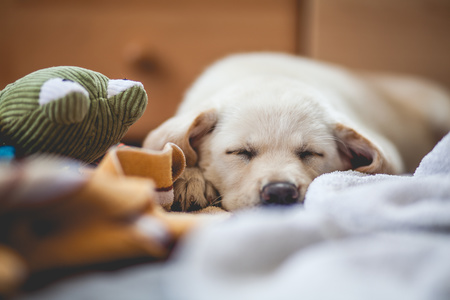 部屋で眠る子犬