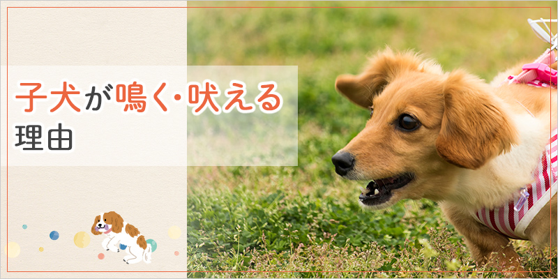 【ドッグトレーナー監修】子犬が鳴く・吠える理由とシーン別解説｜先輩飼い主の体験談付き