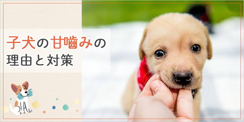 子犬の甘嚙みの理由と対策｜噛み癖改善のしつけ方法とおすすめグッズ