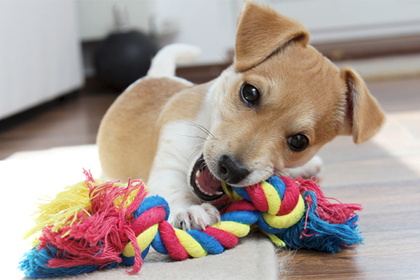 おもちゃを噛む犬