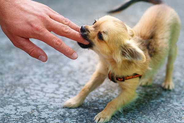 指を噛む犬