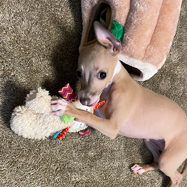 おもちゃを噛む犬
