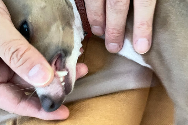 指を噛む子犬