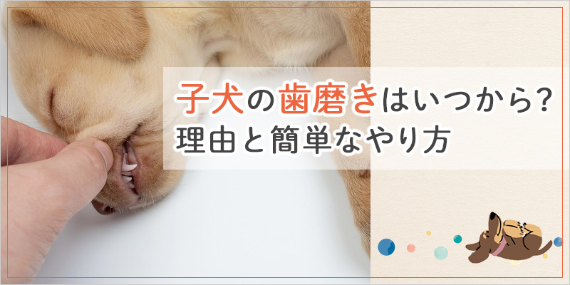 犬の歯磨きはいつから？必要な理由から簡単なやり方