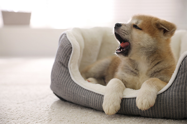 ベッドに座る子犬