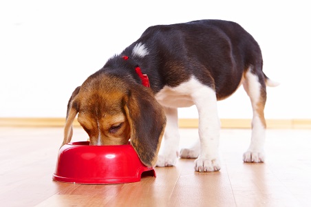 フードを食べる子犬