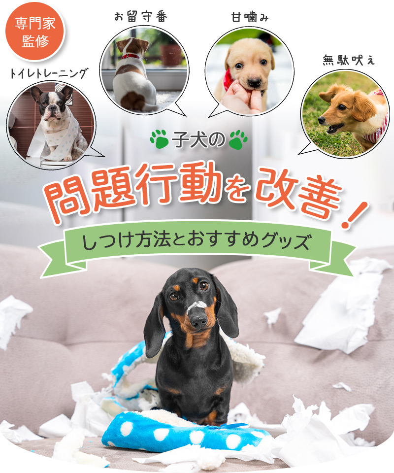 子犬の問題行動を改善！プロ監修のしつけ方法とおすすめグッズ