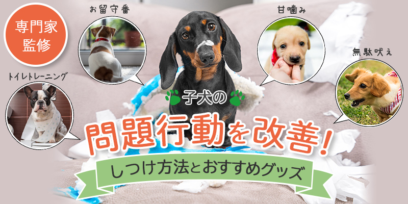 子犬の問題行動を改善！プロ監修のしつけ方法とおすすめグッズ