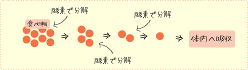 食べ物は酵素を使って分解され、体内に吸収される