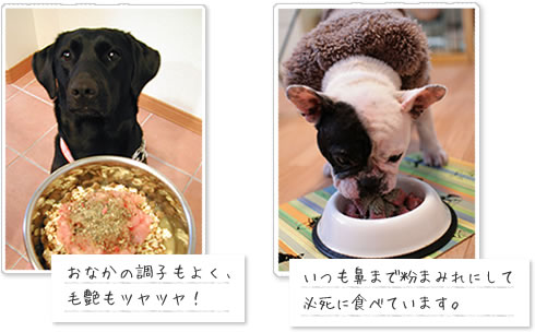 大好評 パートナーも夢中です！