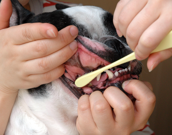 犬の奥歯を歯ブラシで磨く