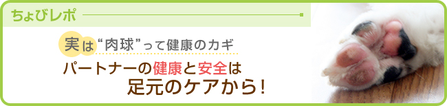 実は肉球って健康のカギ パートナーの健康と安全は足元のケアから！