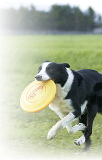 運動する犬