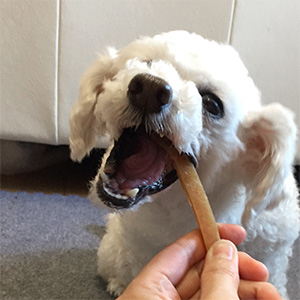 カミカミ1