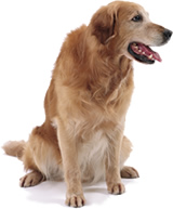 シニア犬
