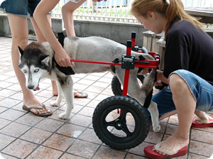 車イスに乗る愛犬シールちゃん